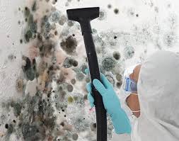 Best Mold Damage Restoration  in Baltic, CT